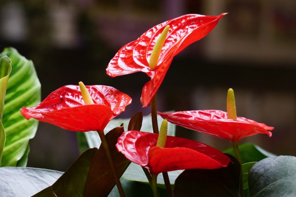 Plantas de Interior