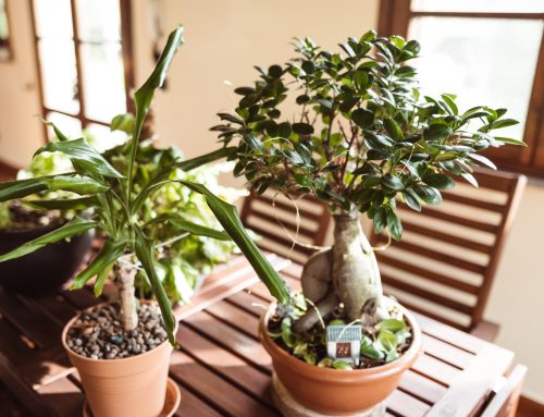 El Poder de tener Plantas en Casa