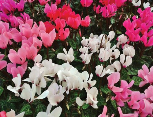 6 tipos de flores de invierno